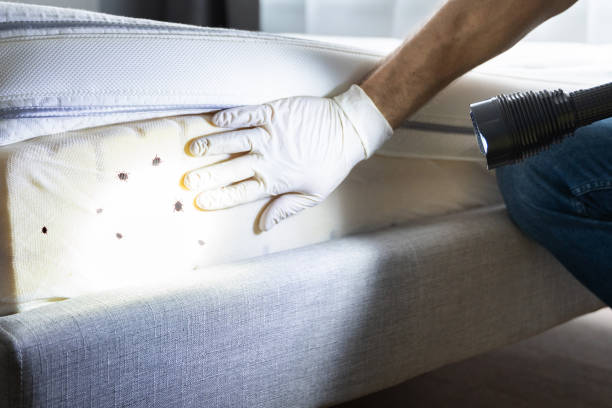 Wasp Removal Services in Seymour, IN